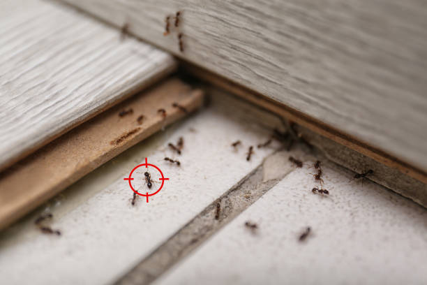 Best Pest Prevention Services  in Oli, PA